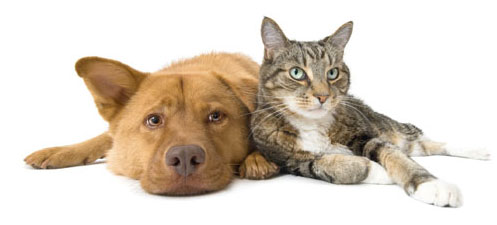 Pet Insurance: Benefits Consultants Insurance Group